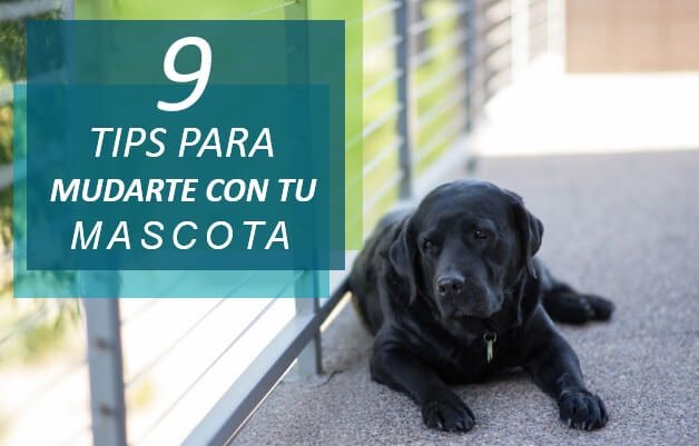 9 tips para mudarte con tu mascota ¿Qué precauciones debo tomar para que mi mascota no se estrese? ¿Es importante llevarla al veterinario? ¿Debo notificar al piloto que mi mascota está en el avión? ¿Cuáles son los documentos que necesitaré para mudarme con mi mascota?